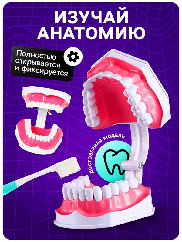 Набор для опытов «Анатомия», челюсть человека