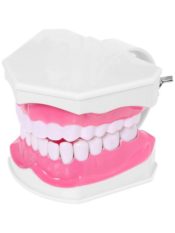 Набор для опытов «Анатомия», челюсть человека