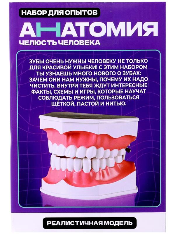 Набор для опытов «Анатомия», челюсть человека