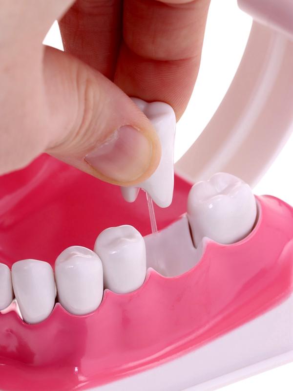 Набор для опытов «Анатомия», челюсть человека