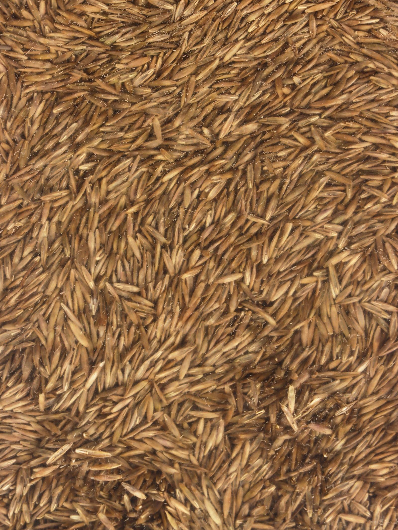 Газонная травосмесь Микс «Мой Выбор», травосмесь, 1 кг