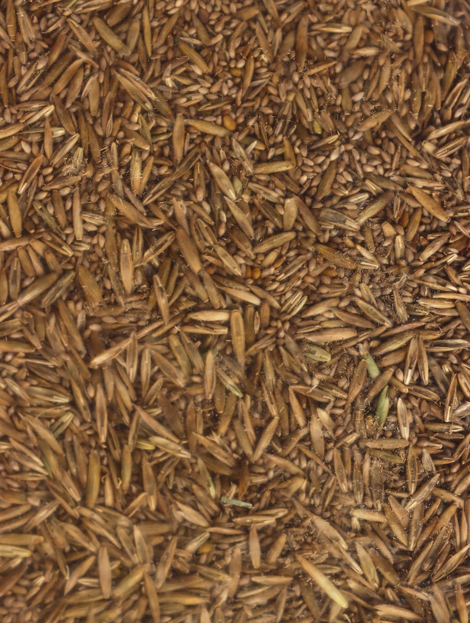 Газонная травосмесь Микс «Мой Выбор», травосмесь, 3 кг