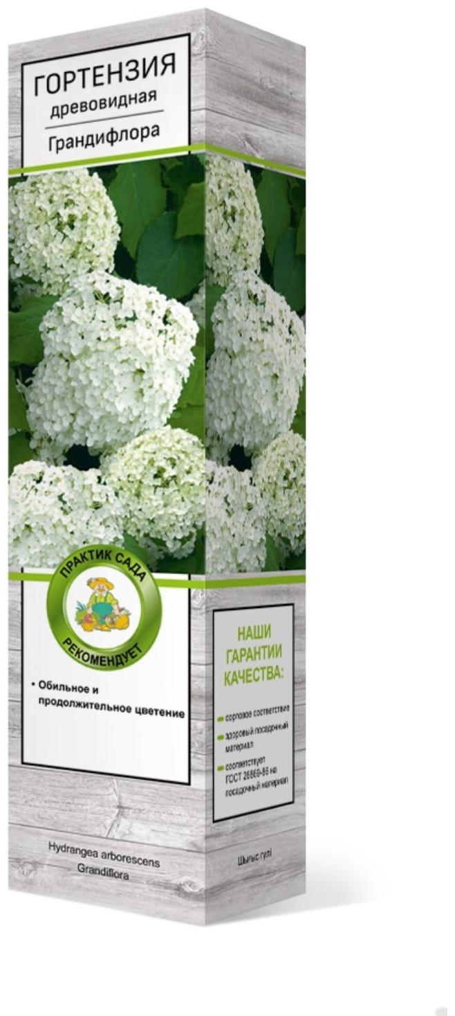 Гортензия древовидная 