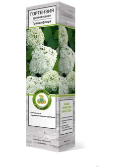 Гортензия древовидная 