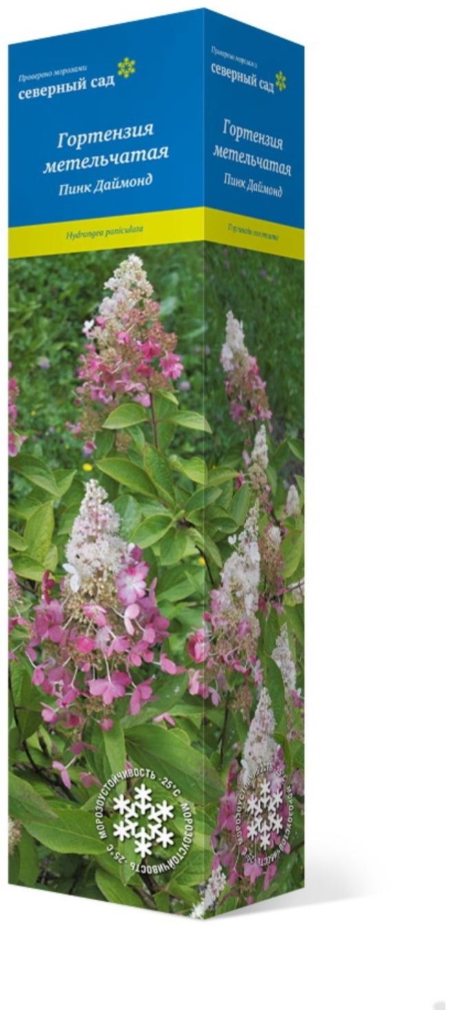 Гортензия метельчатая (Серия Северный Сад) 