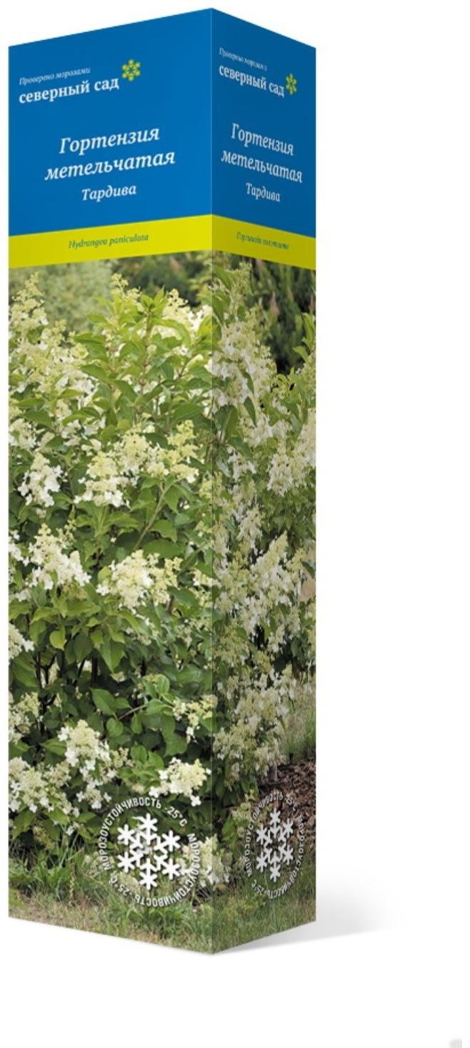 Гортензия метельчатая (Серия Северный Сад) 