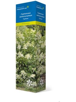 Гортензия метельчатая (Серия Северный Сад) 