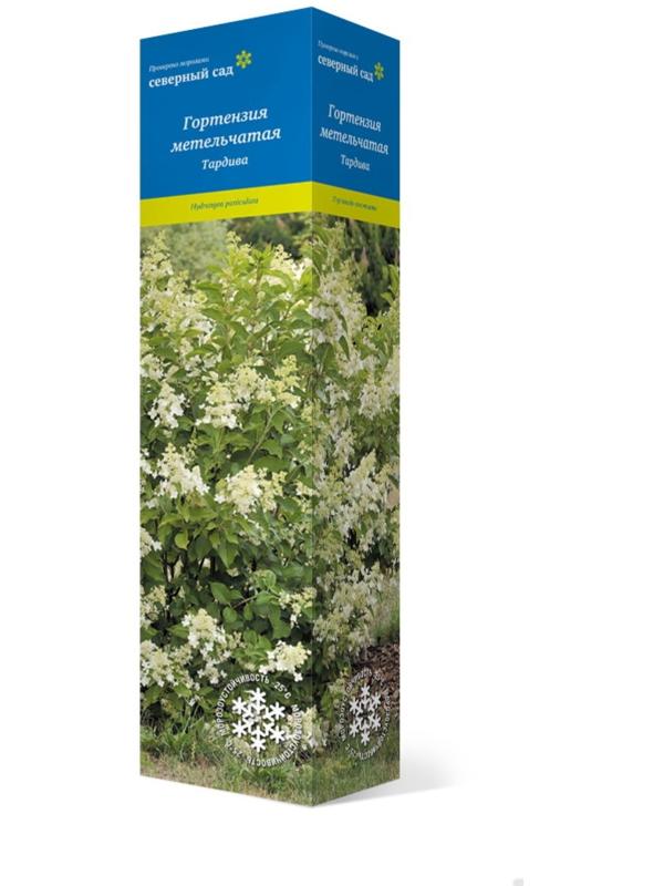 Гортензия метельчатая (Серия Северный Сад) 