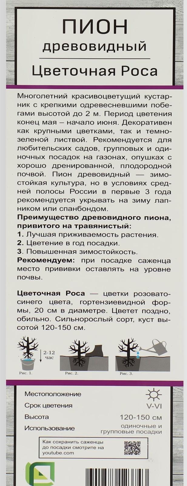 Пион древовидный (привитый на травянистый) 