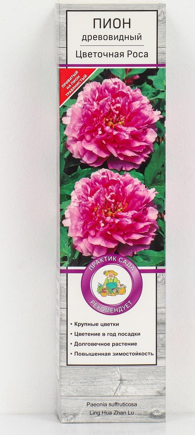 Пион древовидный (привитый на травянистый) 
