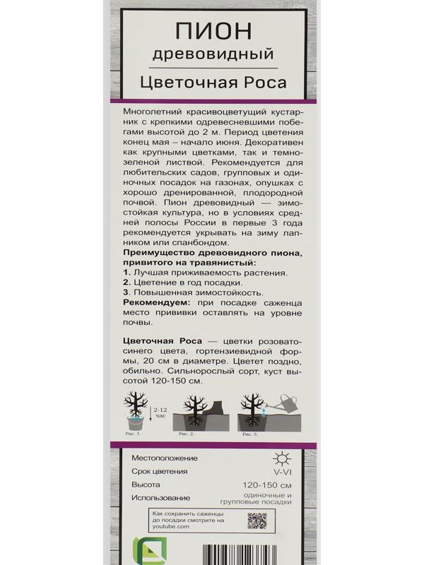 Пион древовидный (привитый на травянистый) 