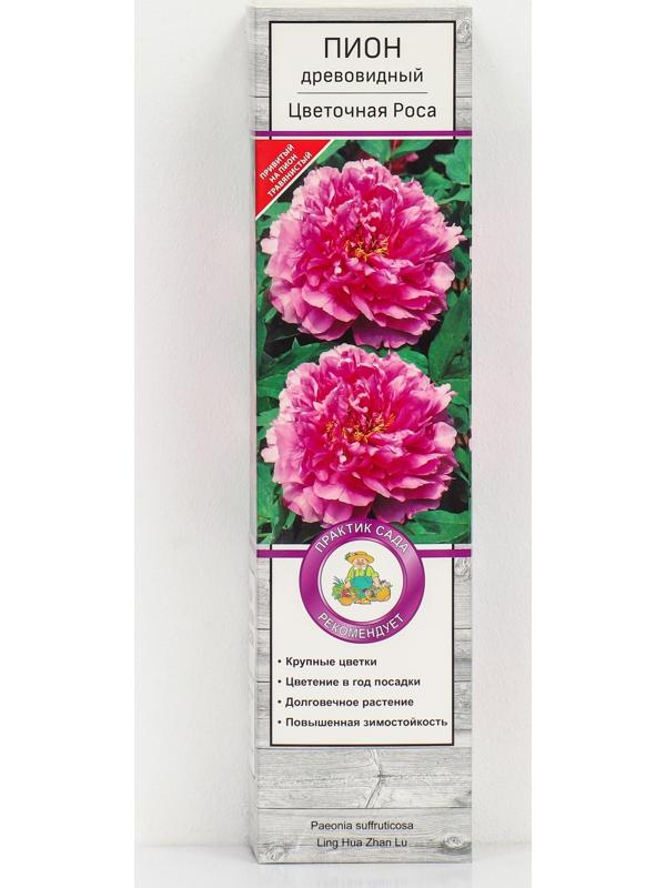 Пион древовидный (привитый на травянистый) 
