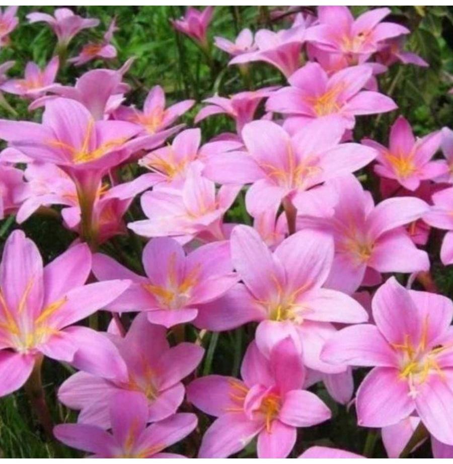 Зефирантес мощный Пинк, р-р 6/+, 10 шт, Весна 2025