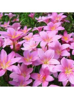 Зефирантес мощный Пинк, р-р 6/+, 10 шт, Весна 2025