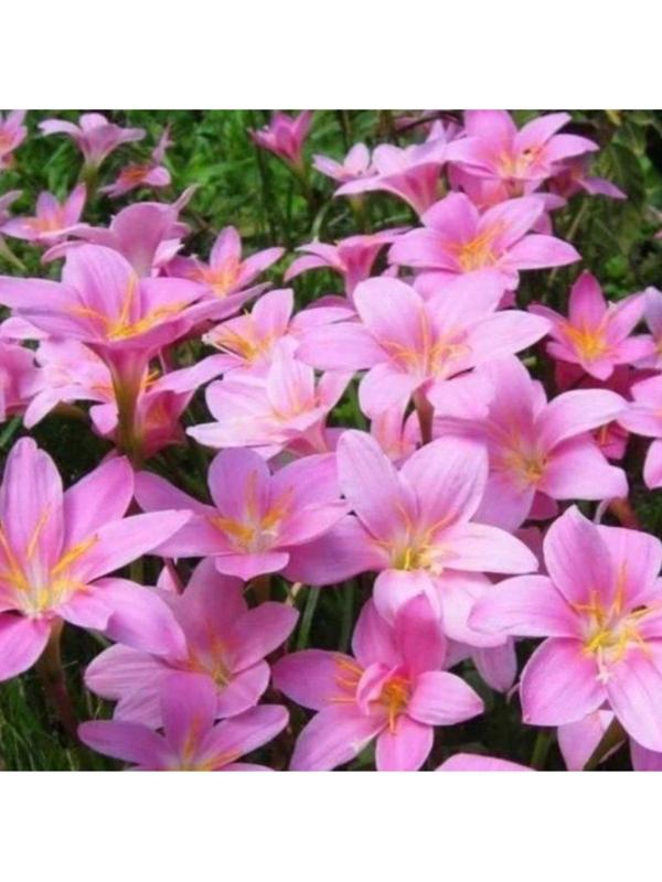 Зефирантес мощный Пинк, р-р 6/+, 10 шт, Весна 2025