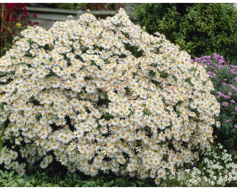 Астра кустарниковая Аполло, р-р I, 1 шт, Весна 2025