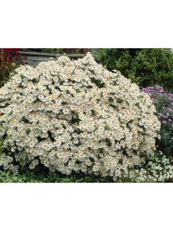 Астра кустарниковая Аполло, р-р I, 1 шт, Весна 2025