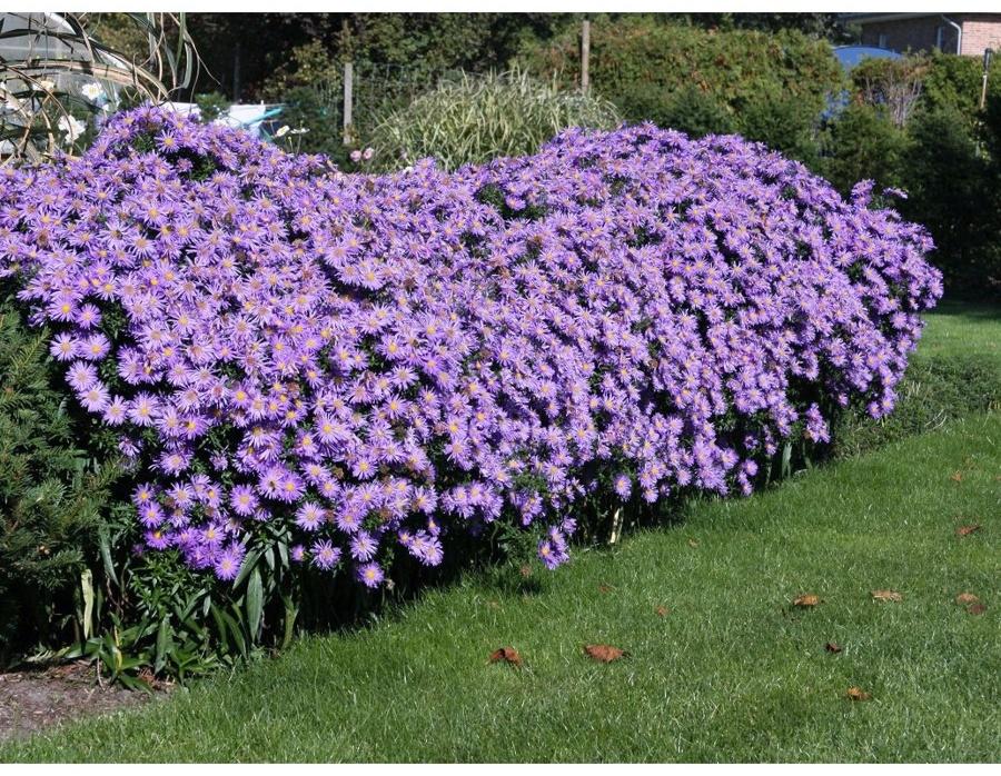 Астра кустарниковая Блау Лагуне, р-р I, 1 шт, Весна 2025