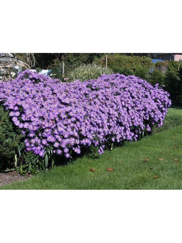 Астра кустарниковая Блау Лагуне, р-р I, 1 шт, Весна 2025