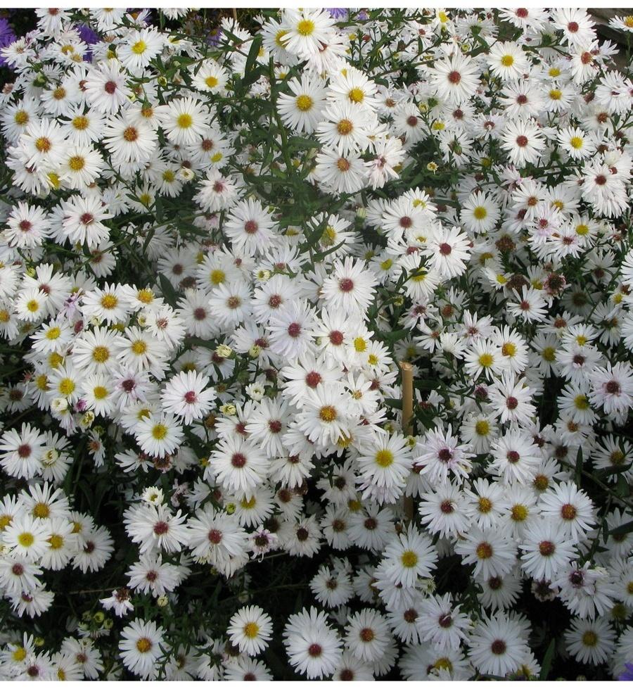 Астра новобельгийская Вайт Ледиз, р-р I, 1 шт, Весна 2025