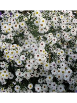 Астра новобельгийская Вайт Ледиз, р-р I, 1 шт, Весна 2025