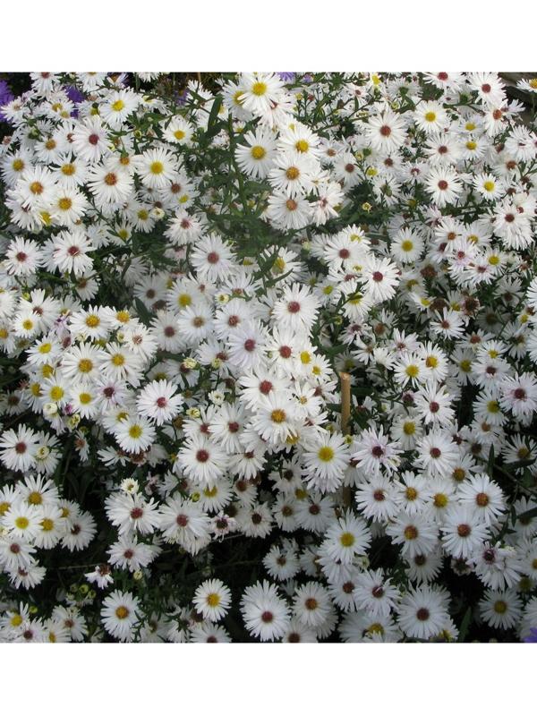 Астра новобельгийская Вайт Ледиз, р-р I, 1 шт, Весна 2025