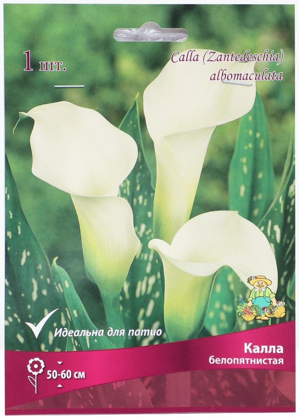 Калла белопятнистая, р-р 14/16, 1 шт, Весна 2025