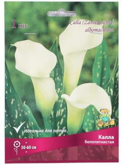 Калла белопятнистая, р-р 14/16, 1 шт, Весна 2025