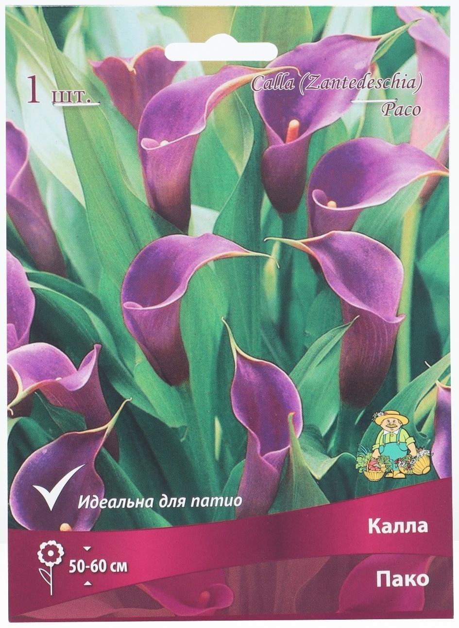 Калла Пако, р-р 14/16, 1 шт, Весна 2025