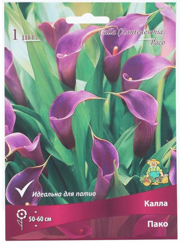 Калла Пако, р-р 14/16, 1 шт, Весна 2025