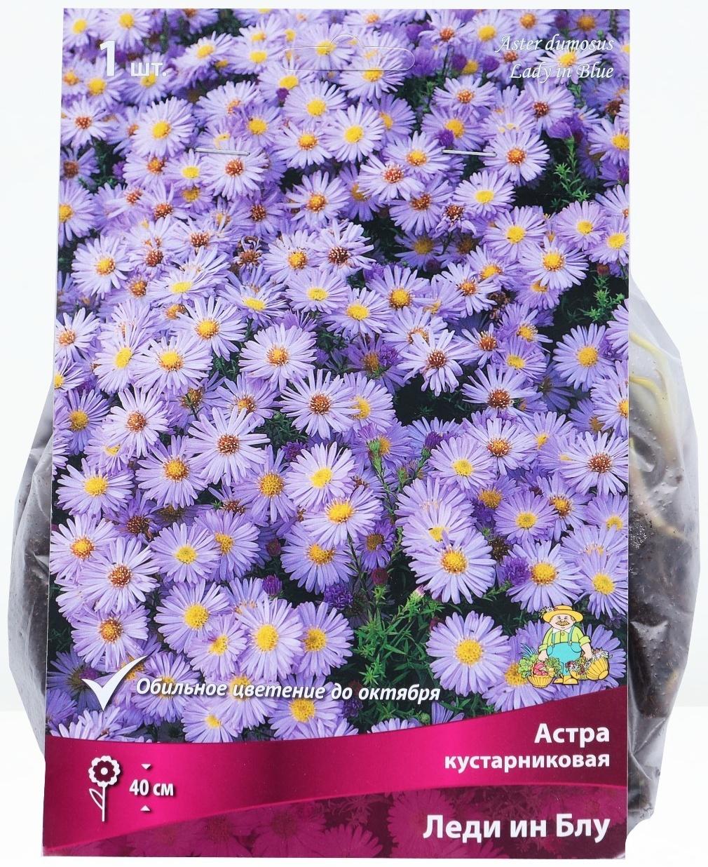 Астра кустарниковая «Леди ин Блу», корневище в торфогрунте, р-р I, 1 шт.