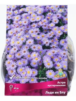 Астра кустарниковая «Леди ин Блу», корневище в торфогрунте, р-р I, 1 шт.