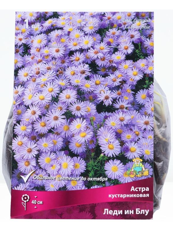 Астра кустарниковая «Леди ин Блу», корневище в торфогрунте, р-р I, 1 шт.