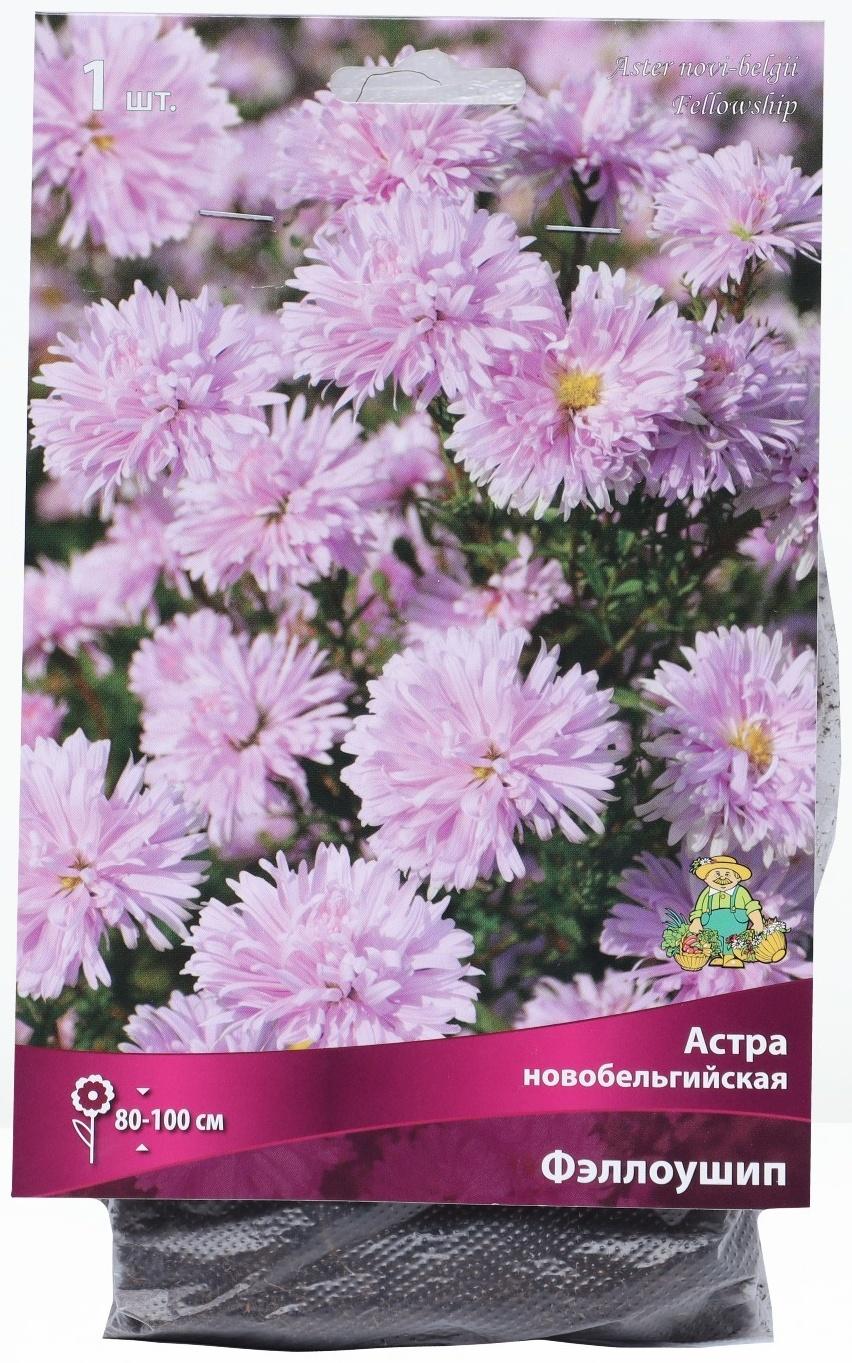 Астра новобельгийская «Фэллоушип»,корневище в торфогрунте, р-р I, 1 шт.