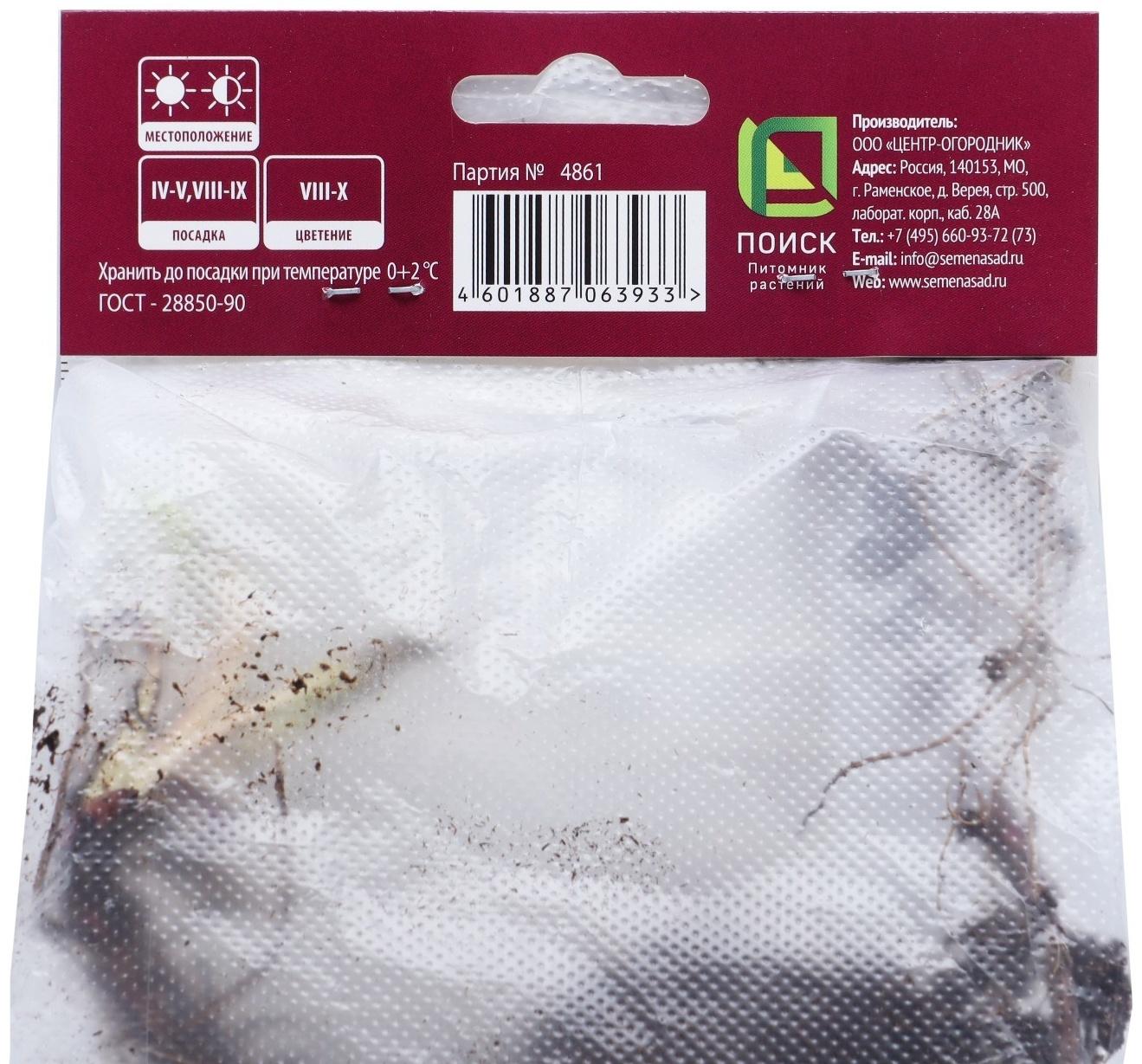 Астра новобельгийская «Фэллоушип»,корневище в торфогрунте, р-р I, 1 шт.