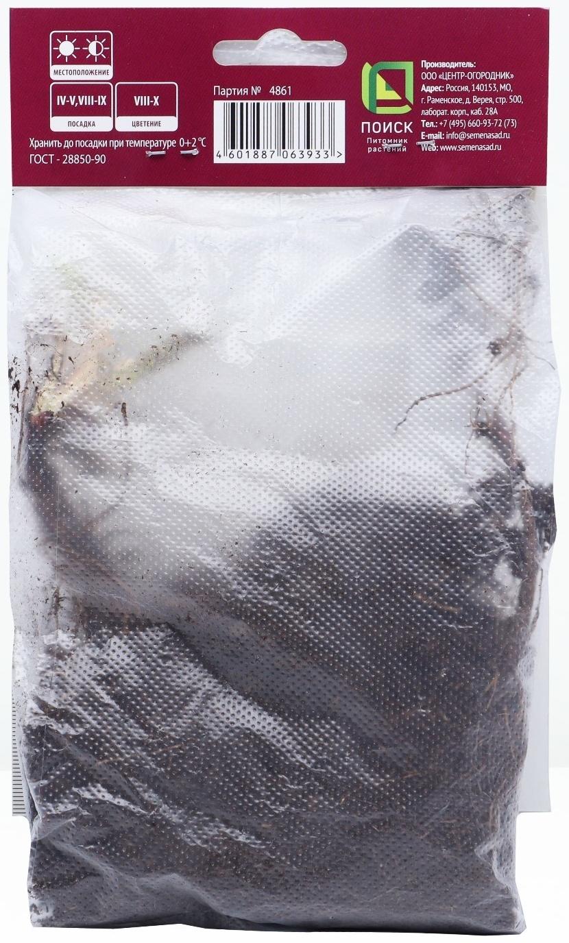 Астра новобельгийская «Фэллоушип»,корневище в торфогрунте, р-р I, 1 шт.