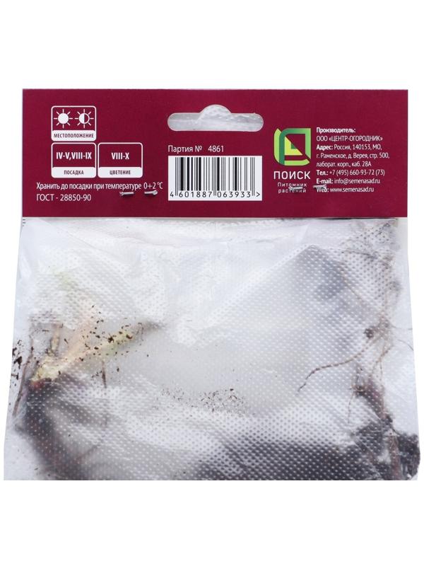 Астра новобельгийская «Фэллоушип»,корневище в торфогрунте, р-р I, 1 шт.