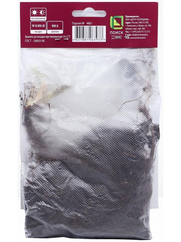 Астра новобельгийская «Фэллоушип»,корневище в торфогрунте, р-р I, 1 шт.