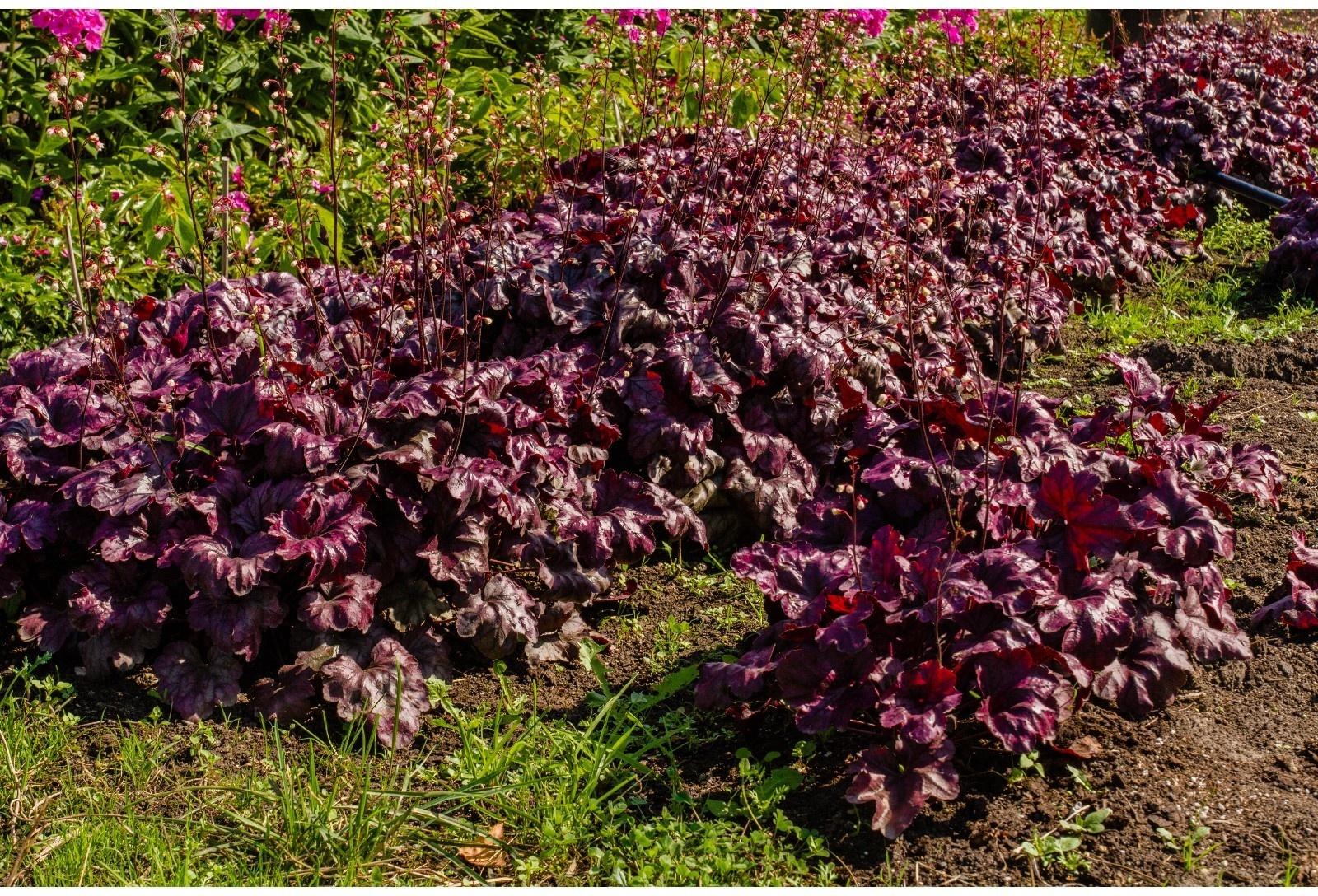 Гейхера (Хеухера) гибридная Берри Мармелад, корневище в пакете с торфогрунтом, р-р I, 1 шт.