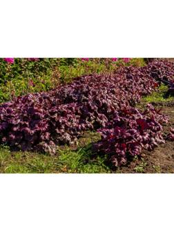 Гейхера (Хеухера) гибридная Берри Мармелад, корневище в пакете с торфогрунтом, р-р I, 1 шт.