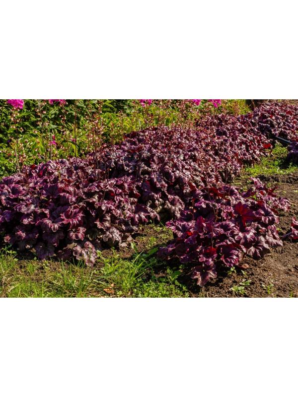 Гейхера (Хеухера) гибридная Берри Мармелад, корневище в пакете с торфогрунтом, р-р I, 1 шт.