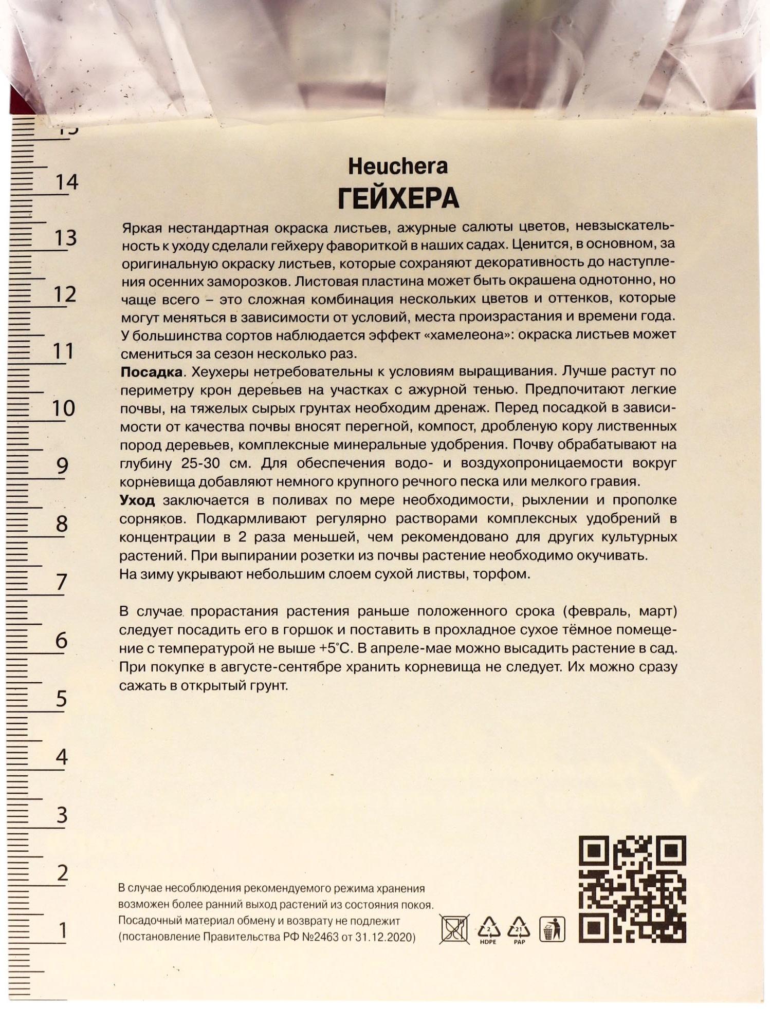 Гейхера (Хеухера) гибридная Бьюти Колор, корневище в пакете с торфогрунтом, р-р I, 1 шт.