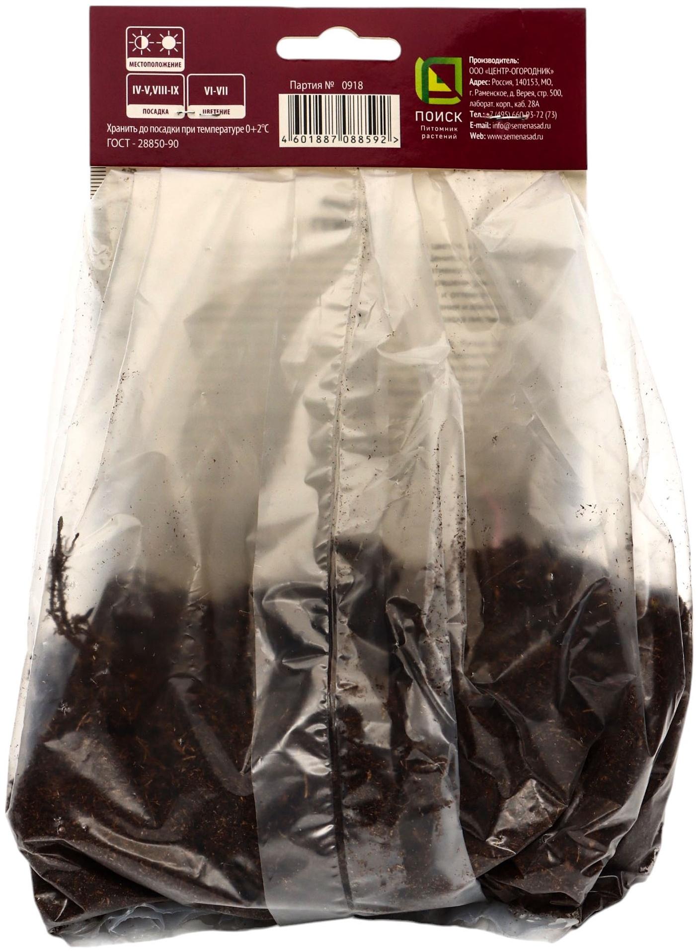 Гейхера (Хеухера) гибридная Бьюти Колор, корневище в пакете с торфогрунтом, р-р I, 1 шт.