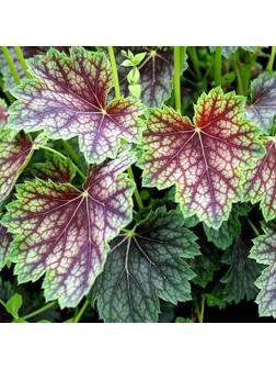 Гейхера (Хеухера) гибридная Бьюти Колор, корневище в пакете с торфогрунтом, р-р I, 1 шт.