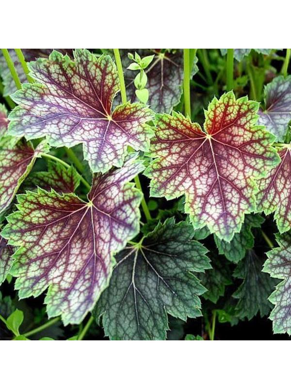 Гейхера (Хеухера) гибридная Бьюти Колор, корневище в пакете с торфогрунтом, р-р I, 1 шт.