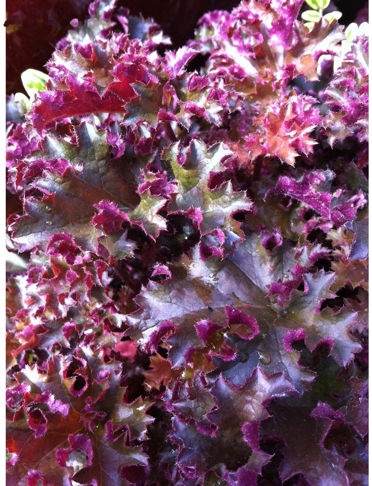 Гейхера (Хеухера) гибридная Кримсон Кёрлс, корневище в пакете с торфогрунтом, р-р I, 1 шт.