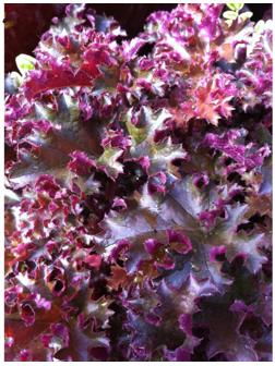 Гейхера (Хеухера) гибридная Кримсон Кёрлс, корневище в пакете с торфогрунтом, р-р I, 1 шт.