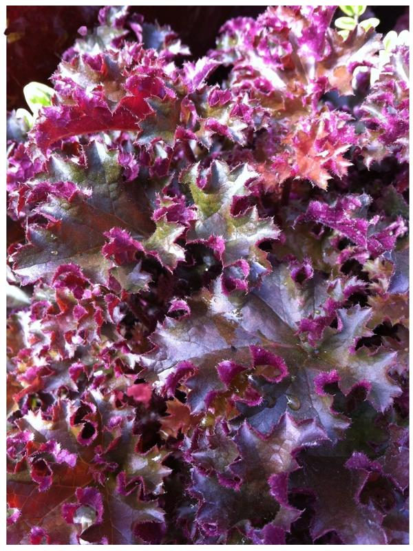 Гейхера (Хеухера) гибридная Кримсон Кёрлс, корневище в пакете с торфогрунтом, р-р I, 1 шт.