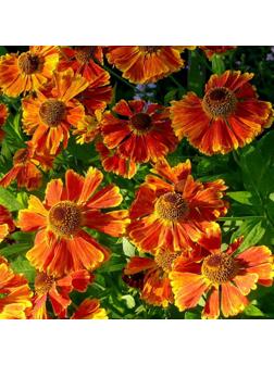 Гелениум осенний Волтраут, корневище в пакете с торфогрунтом, р-р l, 1 шт.