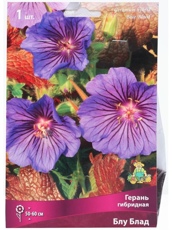 Герань гибридная Блу Блад, корневище в пакете с торфогрунтом, р-р I, 1 шт.